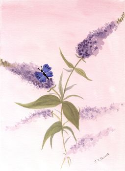 Butterfly and Buddleas