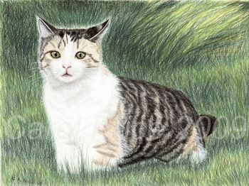 Cat In the Grass