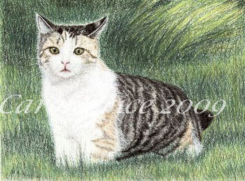 Cat In The Grass