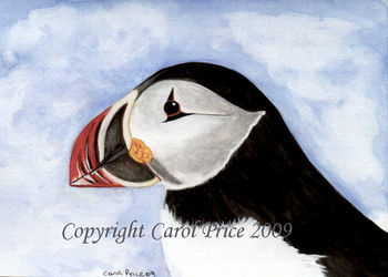 Puffin Close Up