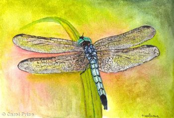 Blue Dasher Dragonfly