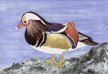 Mandarin Duck