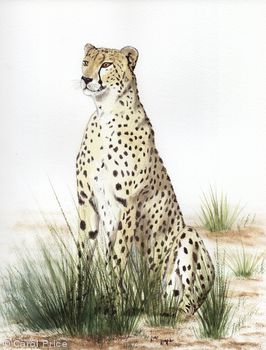 Cheetah
