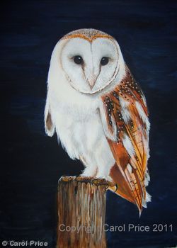 Young Barn Owl