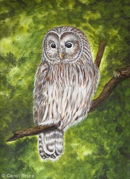 Ural Owl
