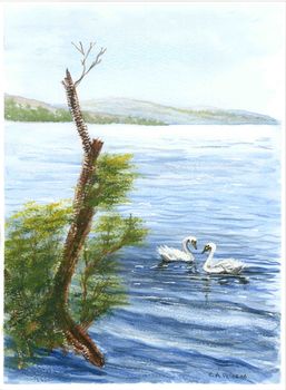 Swans on Loch Lomond