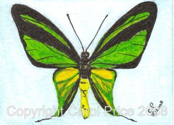 3 Birdwing Butterfly