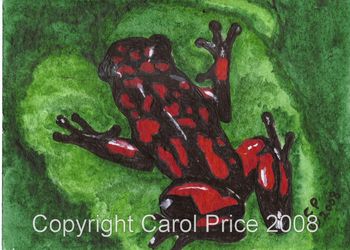 Poison Arrow Frog