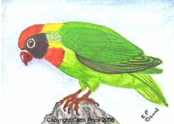 Black Cheeked Lovebird