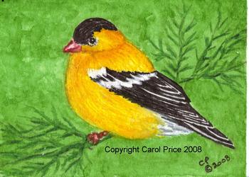 American Goldfinch