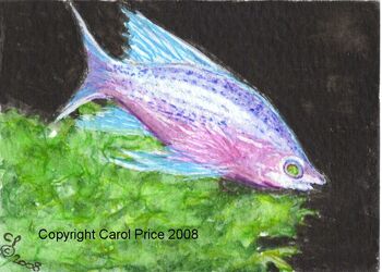 Tropical Fish