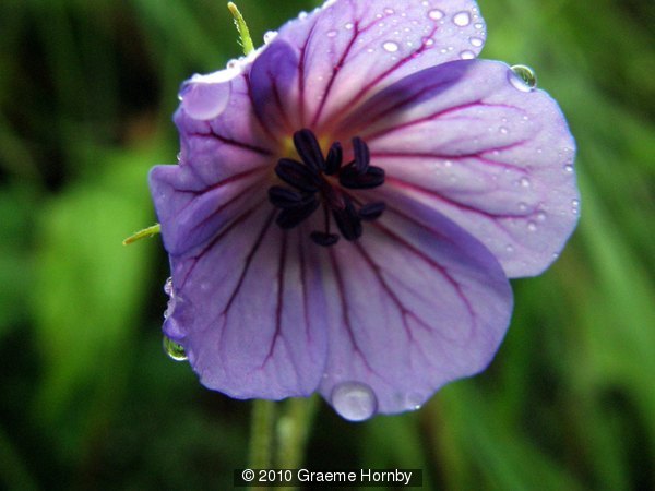 A Storksbill