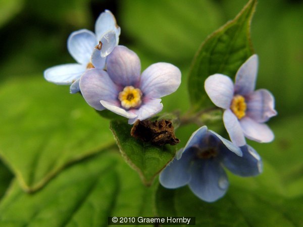 Boraginaceae