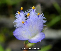 Monocot sp.