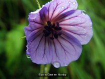 A Storksbill