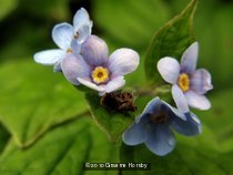 Boraginaceae