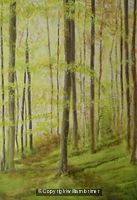 beech wood