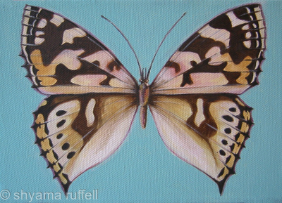 Painted Lady