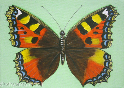 Small Tortoiseshell
