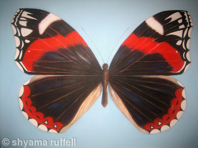 Large Red Admiral