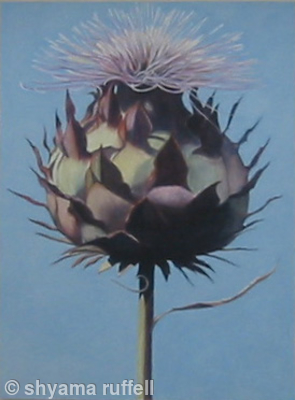 Flowering Artichoke