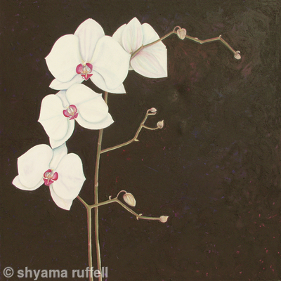 White Orchid 1