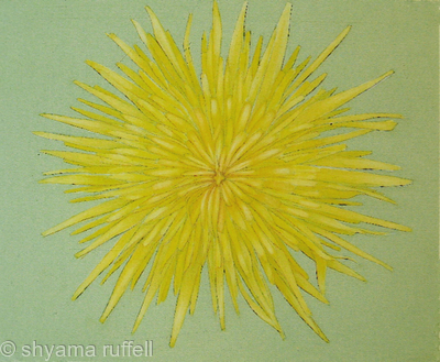 Dandelion