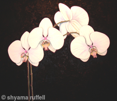 Orchid 2