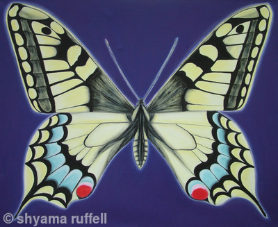 Swallowtail