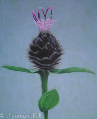 knapweed