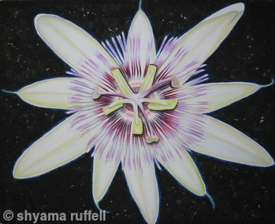 Passion Flower