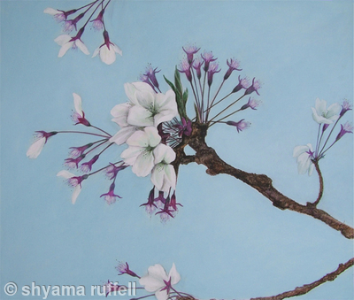 Cherry Blossom