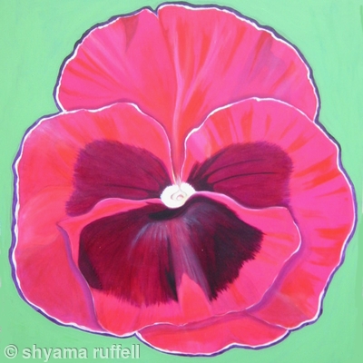 Pink Pansy