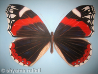 Large Red Admiral