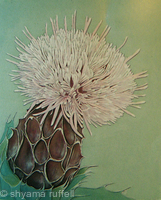 Thistle