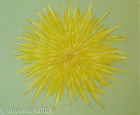 Dandelion