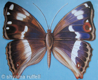 Purple Emperor