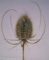 Teasle
