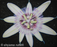 Passion Flower