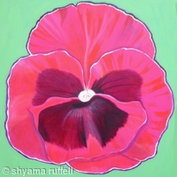 Pink Pansy