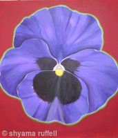 Purple pansy