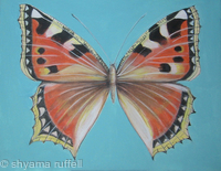 Small Tortoiseshell