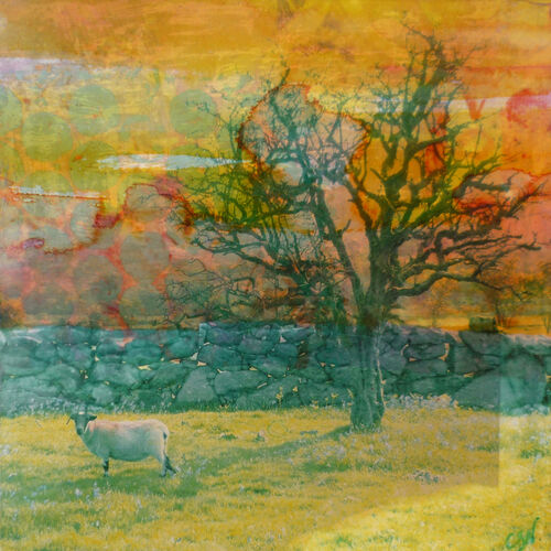 Dartmoor Sheep