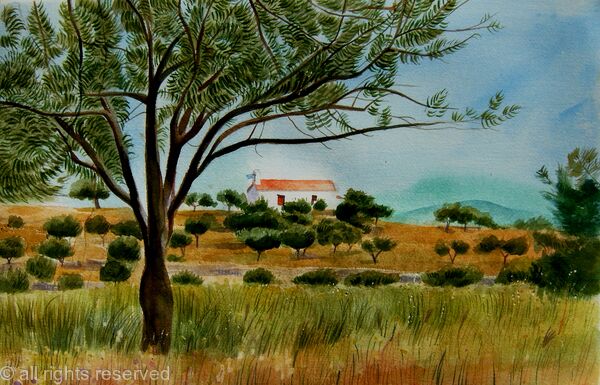 Olive tree in Greece
