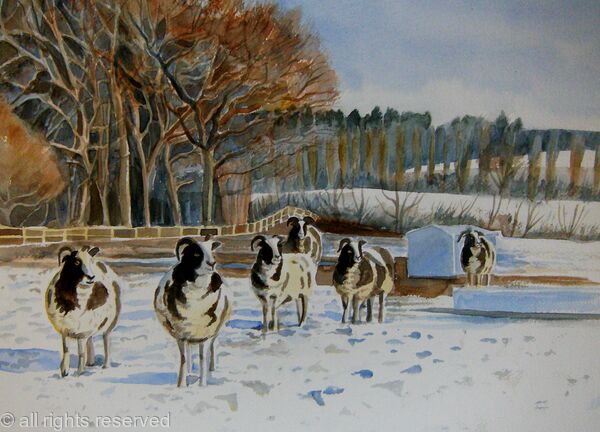 Sheep in a snowy field