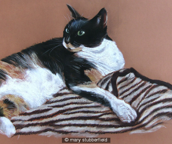 Tortie on tiger rug