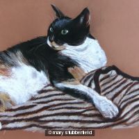 Tortie on tiger rug