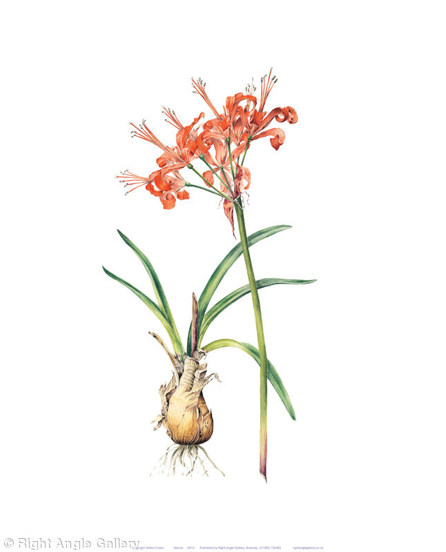 Nerine sarniensis