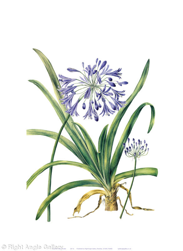 Agapanthus campanulatus