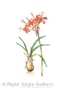 Nerine sarniensis
